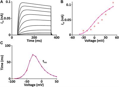 A novel modular modeling approach for understanding different electromechanics between left and right heart in rat